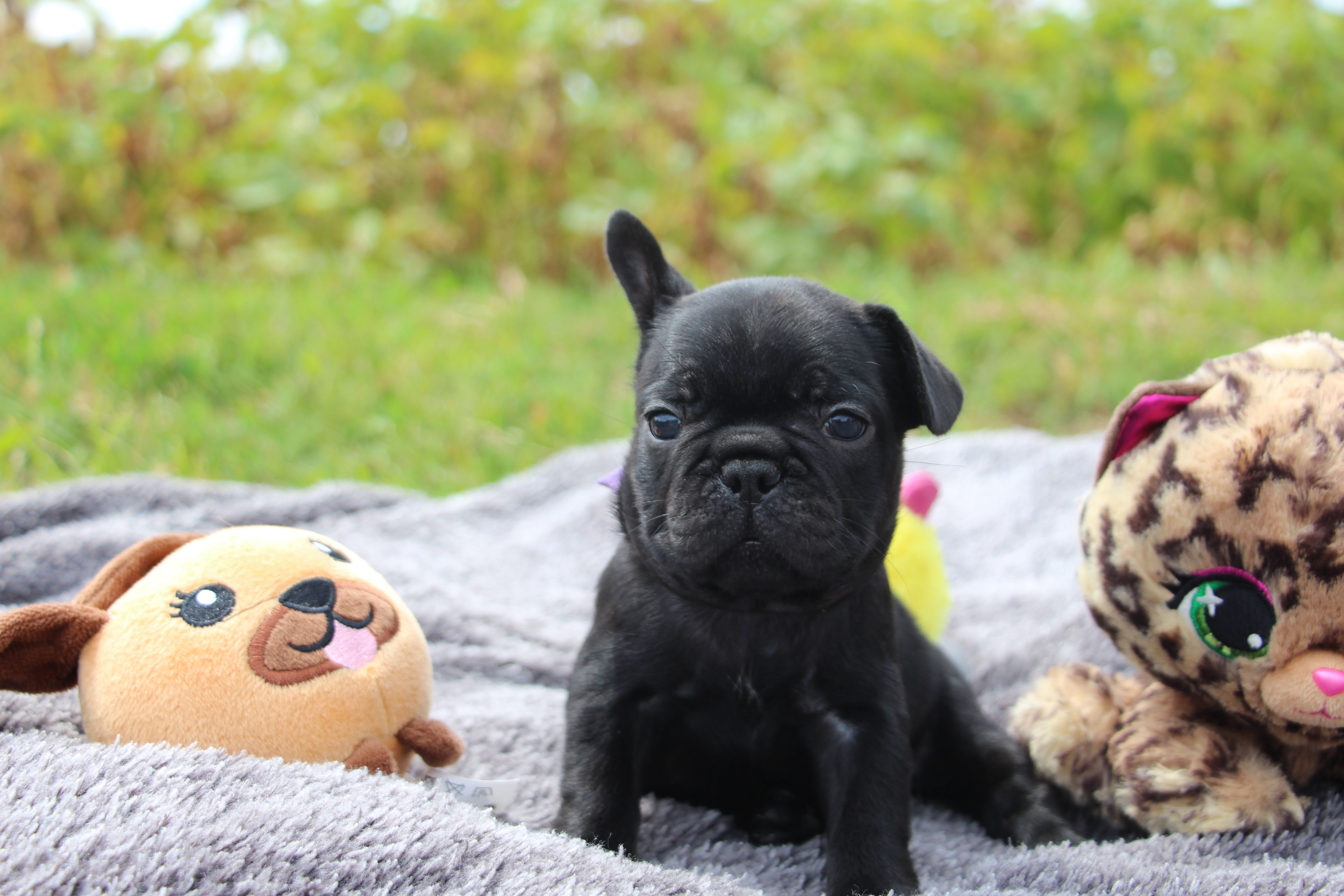 <svg class='purple'></svg> <b> Magic Molly</b> <svg class='purple'></svg>